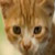 :iconsqueef-kitten: