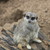 :iconsquiggles1053: