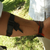 :iconsquigglybeast: