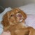 Squirrel-cheese :iconsquirrel-cheese: