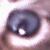 :iconsquirrel-xdd: