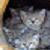 :iconsquirrelflight: