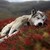 Squishy-Puppy :iconsquishy-puppy:
