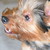 :iconsquishynoodle: