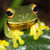 :iconsrilankanstaringfrog: