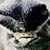 :iconsrtapir: