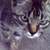:iconss1146fzzy: