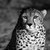 :iconssierra1296: