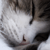 :iconsssalways:
