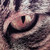 :iconsstormborn: