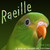 :iconstable-cat: