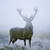 :iconstag9090: