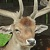 :iconstags-and-salad: