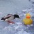 :iconstallionduck789: