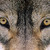 :iconstampwolf: