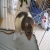 :iconstanzara: