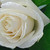 :iconStar-mysteress: