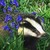 :iconstarbadger: