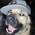 :iconstarblinddesigns: