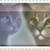 :iconstarcloud7926: