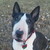:iconstardog82901: