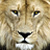 :iconstaredownstudios: