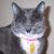 :iconstarfeather:
