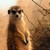 :iconstarfin1: