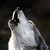 :iconstariwolf: