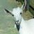 :iconstarkgoat: