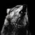 :iconstarkit12:
