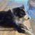 :iconstarleytheartist: