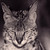 :iconstarlight-lioness:
