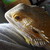 :iconstarlight328: