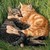 :iconstarlightandfeather: