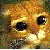 :iconstarlightfire:
