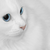 :iconstarlightkate: