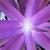 :iconstarlightshine: