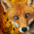 :iconstarmadepath: