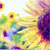 :iconstarmander-star: