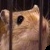 :iconstarom: