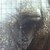 :iconstarrx1331: