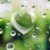 :iconstarry-bri: