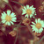 :iconstarry-eyedgallery: