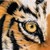 :iconstarryeyeddragon:
