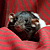 :iconstarrynightxxi: