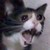 :iconstarscreamshotb-tch: