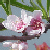 :iconstarsprites: