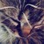 :iconstarsuede: