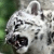 :iconstartle3iv: